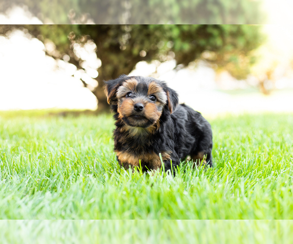 Medium Photo #1 Yorkshire Terrier Puppy For Sale in NAPPANEE, IN, USA