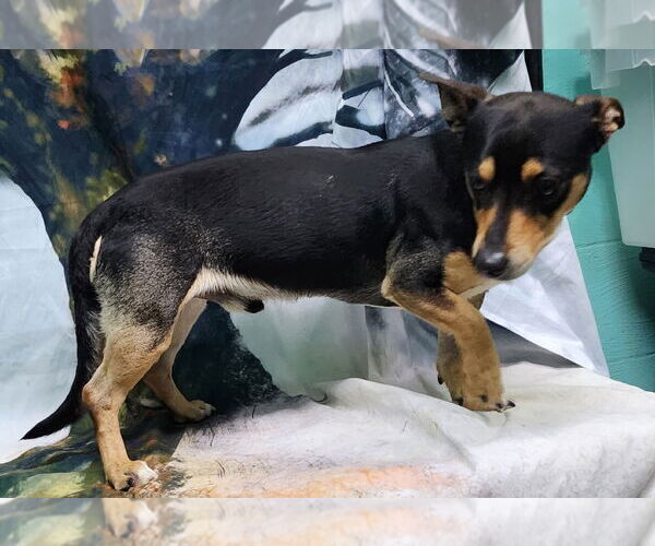 Medium Photo #2 Chiweenie Puppy For Sale in Wetumpka, AL, USA