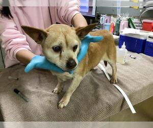 Chihuahua Dogs for adoption in Riverside, CA, USA