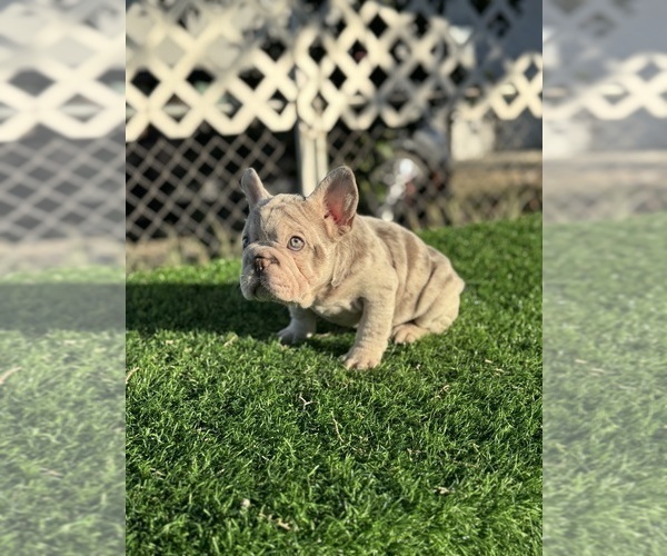 Medium Photo #1 French Bulldog Puppy For Sale in DENVER, CO, USA