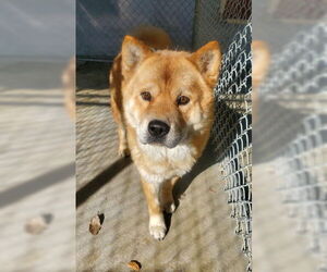 Ronnie - Male Chow Chow-Unknown Mix Dog for Adoption - Photo #4