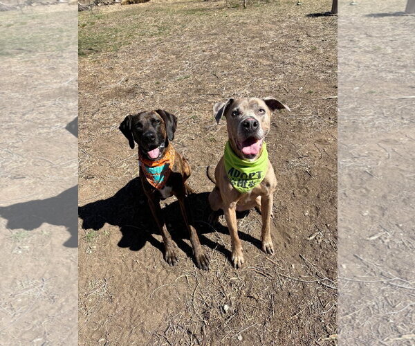 Medium Photo #2 Unknown-Weimaraner Mix Puppy For Sale in Fort Collins, CO, USA