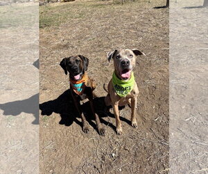 Jessie - Female Unknown-Weimaraner Mix Dog for Adoption - Photo #2