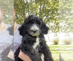 Goldendoodle-Unknown Mix Puppy for sale in TOMPKINSVILLE, KY, USA