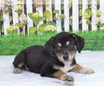 Small Mutt
