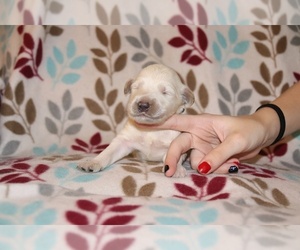 Goldendoodle Puppy for sale in UNION CITY, TN, USA