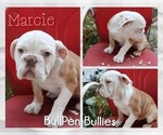 Small #4 Olde English Bulldogge