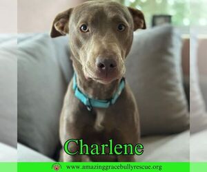 Charlene (Char) - Female Labrador Retriever-Unknown Mix Dog for Adoption - Photo #18