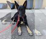 SHELLY - Female German Shepherd Dog Dog for Adoption - Small photo