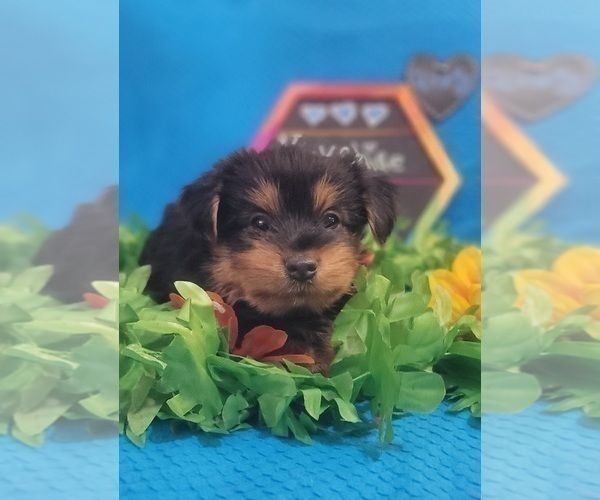 Medium Photo #25 Yorkshire Terrier Puppy For Sale in AKRON, OH, USA