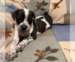 Small #2 Boston Terrier Mix