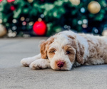 Puppy Puppy 2 Goldendoodle-Miniature Bernedoodle Mix