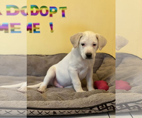 Medium Photo #6 Mutt Puppy For Sale in Crossville, AL, USA