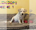 Small #5 Mutt