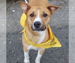 Small #7 Beagle Mix