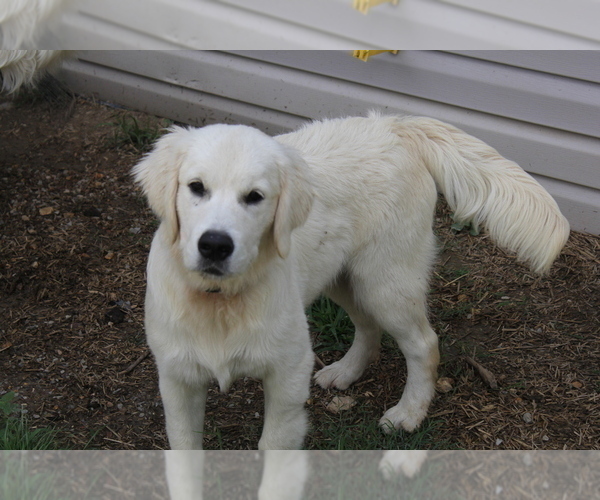 Medium Photo #12 English Cream Golden Retriever Puppy For Sale in RINGGOLD, GA, USA