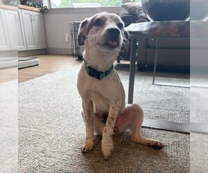 Mutt Dogs for adoption in Candler, NC, USA