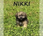 Small #1 Shih-Poo