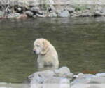 Small #1 Labrador Retriever