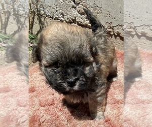 Havanese Puppy for sale in El Dorado, KS, USA