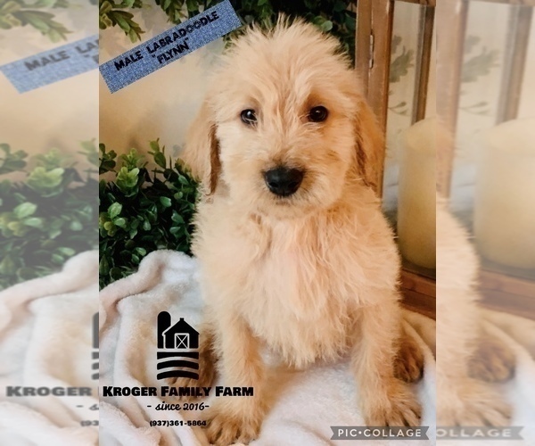 Medium Photo #1 Labradoodle Puppy For Sale in SPRINGBORO, OH, USA