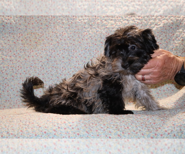 Medium Photo #25 Yorkiepoo mix (+ Poodle Toy) Puppy For Sale in DYERSBURG, TN, USA