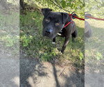 Small #2 American Pit Bull Terrier-Staffordshire Bull Terrier Mix