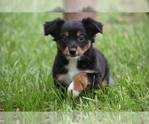 Miniature Australian Shepherd Puppy for sale in PALM COAST, FL, USA