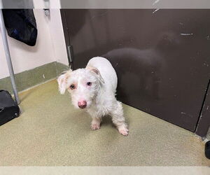 Dachshund Dogs for adoption in Moreno Valley, CA, USA