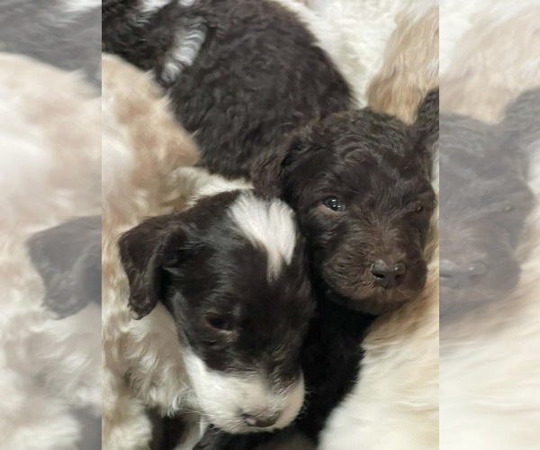 Medium Photo #6 Goldendoodle Puppy For Sale in ELLISGROVE, IL, USA