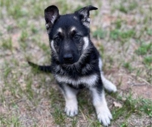 Medium German Shepherd Dog