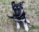 Puppy Daphne German Shepherd Dog