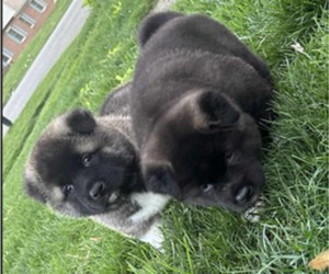 Akita Puppy for Sale in LOUISVILLE, Kentucky USA