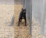 Small Photo #5 Cane Corso Puppy For Sale in HUDSON, NH, USA