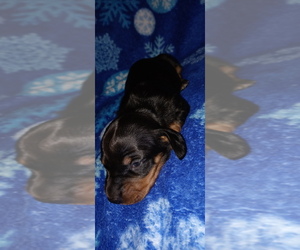 Dachshund Puppy for sale in SCOTTSBORO, AL, USA