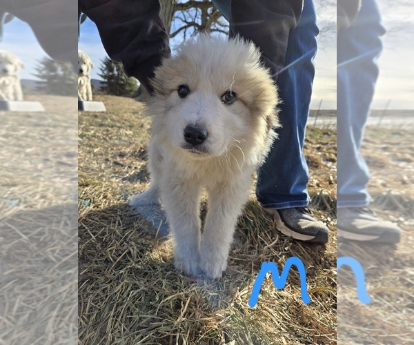 Medium Photo #1 Great Pyrenees Puppy For Sale in OAKLAND, MD, USA