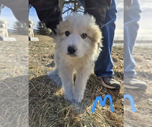 Great Pyrenees Puppy for sale in OAKLAND, MD, USA