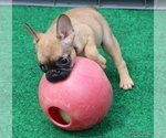 Small Photo #42 French Bulldog Puppy For Sale in WINNSBORO, TX, USA
