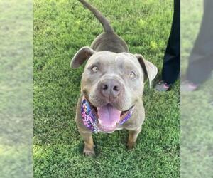 Mutt Dogs for adoption in Tulsa, OK, USA