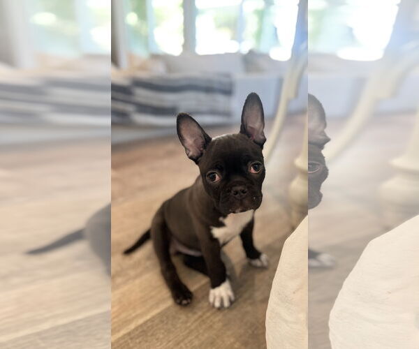Medium Photo #1 Faux Frenchbo Bulldog Puppy For Sale in Corona, CA, USA