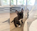 Small Photo #1 Faux Frenchbo Bulldog Puppy For Sale in Corona, CA, USA