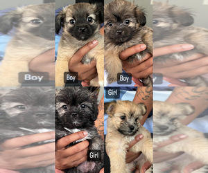 Mal-Shi Puppy for sale in FORT LAUDERDALE, FL, USA