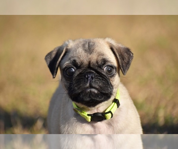Medium Photo #1 Pug Puppy For Sale in PALM COAST, FL, USA