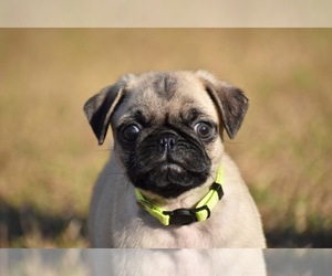 Pug Puppy for sale in PALM COAST, FL, USA