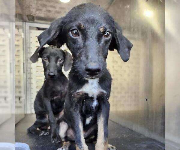Medium Photo #1 Labrador Retriever-Unknown Mix Puppy For Sale in San Antonio, TX, USA