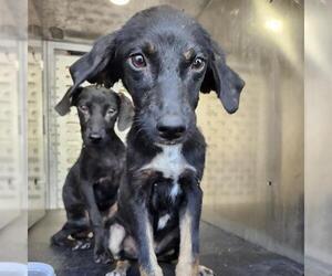 Labrador Retriever-Unknown Mix Dogs for adoption in San Antonio, TX, USA