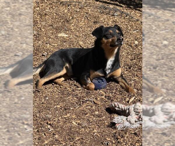 Medium Photo #3 Australian Kelpie-Unknown Mix Puppy For Sale in South Lake Tahoe, CA, USA