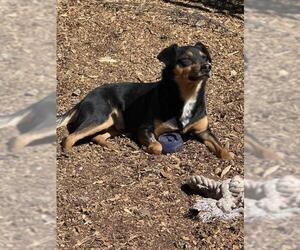JACKSON - Male Australian Kelpie-Unknown Mix Dog for Adoption - Photo #3