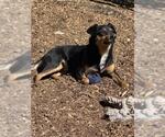 Small #2 Australian Kelpie Mix