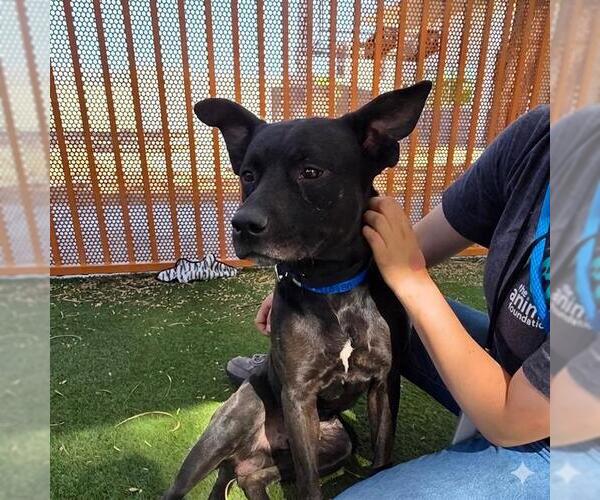 Medium Photo #1 Mutt Puppy For Sale in Las Vegas, NV, USA